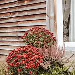 Dream House Surrounded By Silence *