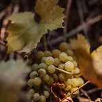 Dream House Surrounded By Silence Milicz