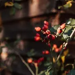 Dream House Surrounded By Silence Ferienhaus *