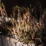 Dream House Surrounded By Silence * Milicz