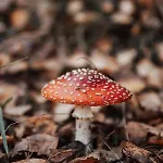 Ferienhaus Dream House Surrounded By Silence *