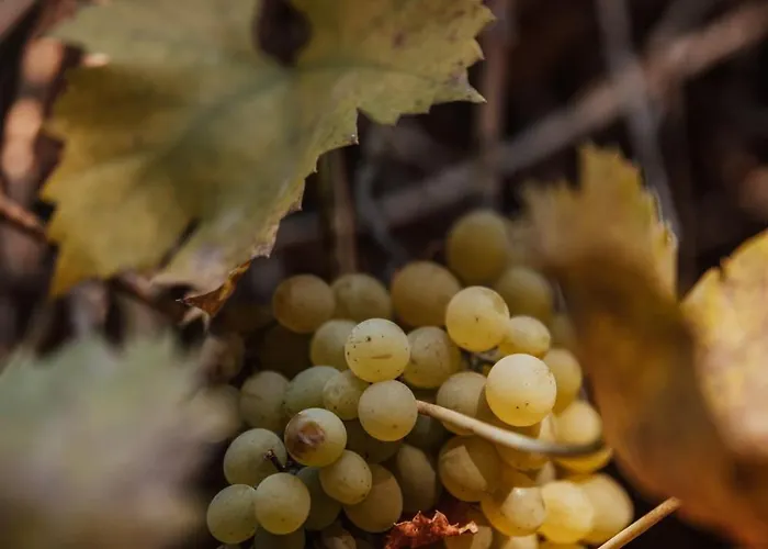 Dream House Surrounded By Silence Milicz