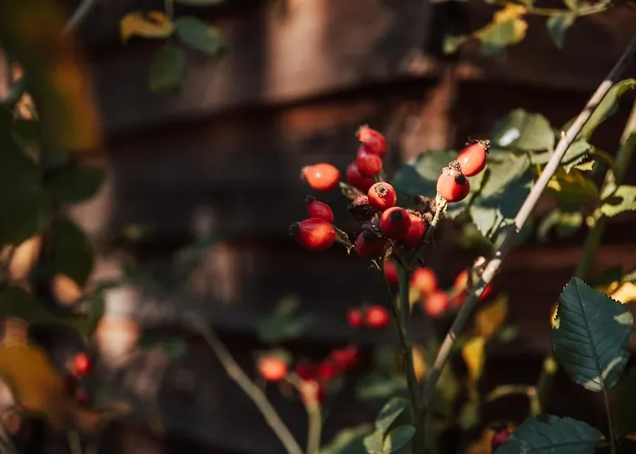 Dream House Surrounded By Silence Ferienhaus *