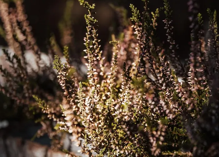 Dream House Surrounded By Silence * Milicz