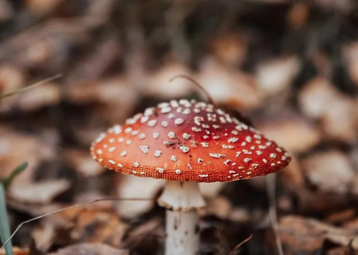 Ferienhaus Dream House Surrounded By Silence *